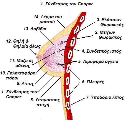 anatomia2