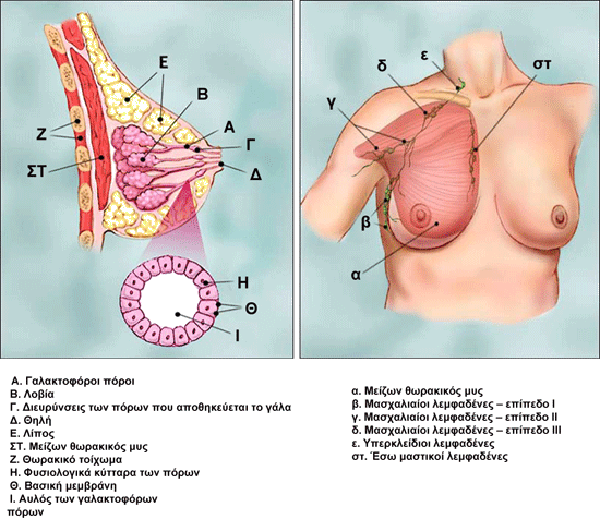 Αυτοεξέταση Μαστών